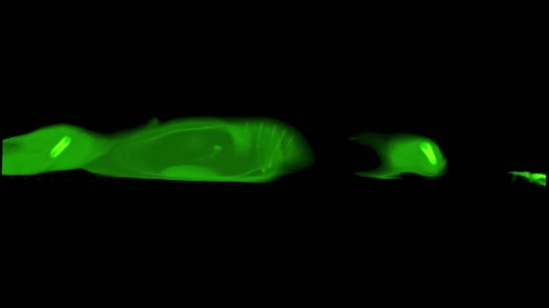 tomodensitométrie d'un chat 