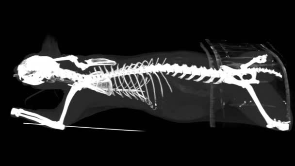 Röntgen-CT eines Katzenskeletts — Stockvideo