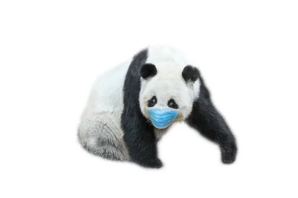 Panda gigante con máscara quirúrgica — Foto de Stock