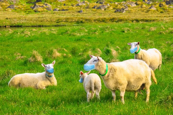 Kudde schapen met gezichtsmasker — Stockfoto