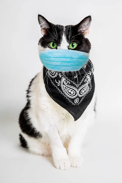 Gatto con maschera chirurgica — Foto Stock