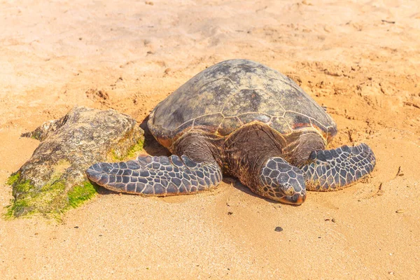 Mořská želva na písku — Stock fotografie