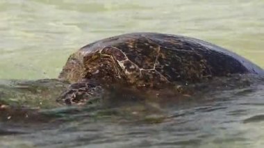 Yeşil Deniz Kaplumbağası Hawaii