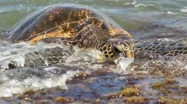 Deniz Kaplumbağası kumsalda