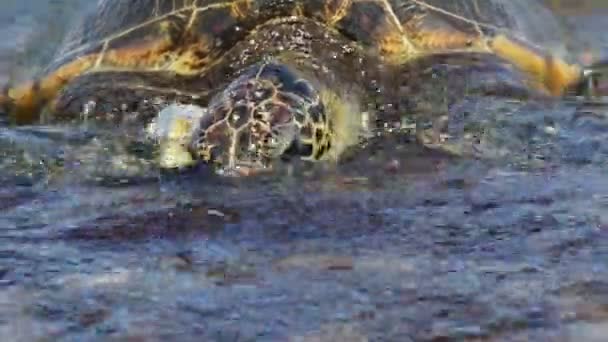 Grön havssköldpadda — Stockvideo