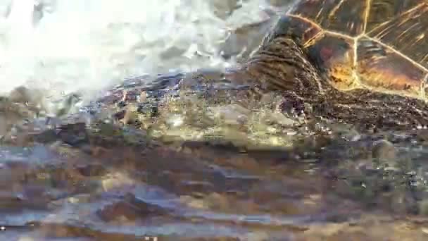 Tortuga marina hawaiana — Vídeos de Stock