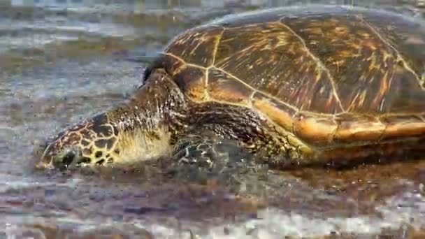 Groene zeeschildpad — Stockvideo