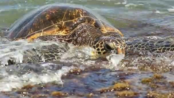 Mořská želva na písku — Stock video