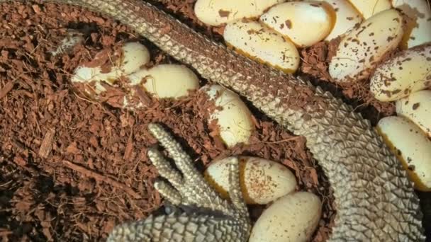 Pogona vitticeps leggen eieren — Stockvideo