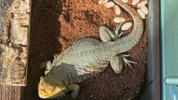 Dragon barbu déposant des œufs — Video