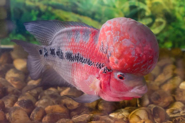 Flowerhorn cichlid in aquarium — Stock Photo, Image