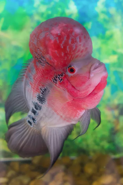 Blütenhornbuntbarsch im Aquarium — Stockfoto