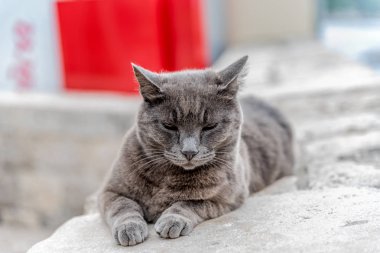 Kızgın bakışla Gri kedi