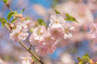 Kiraz çiçeği bahar sırasında kükürt kelebeği