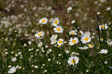 Bir güzel papatya alan görünümünü