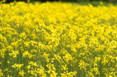 Kanola alan Takikawa, Hokkaido, Japonya