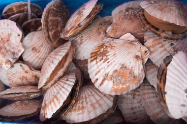 Piyasada Japon tarak