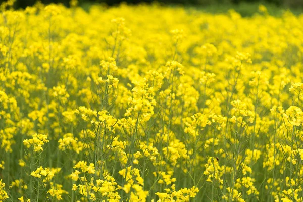 Kanola alan Takikawa, Hokkaido, Japonya