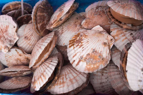 Piyasada Japon tarak