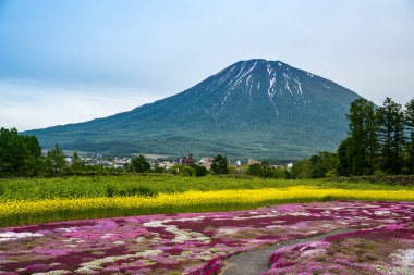 Mishima'nın Shibazakura Bahçe ve Mount Yotei, Kutchan, Hokkaido, Japonya