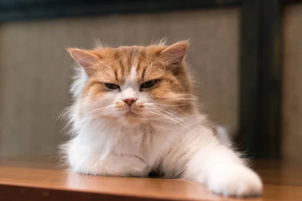 Flauschige Ragdoll-Katze guckt verärgert — Stockfoto