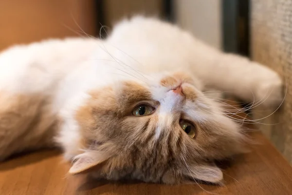 Χαριτωμένο Ragdoll Γάτα Ξαπλωμένη Και Απλώνεται Στην Πλάτη — Φωτογραφία Αρχείου