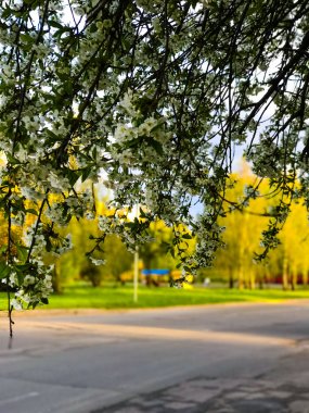 Erken Bahar çiçekli ağaçlar