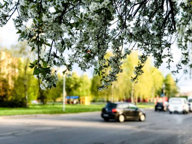 Erken Bahar çiçekli ağaçlar