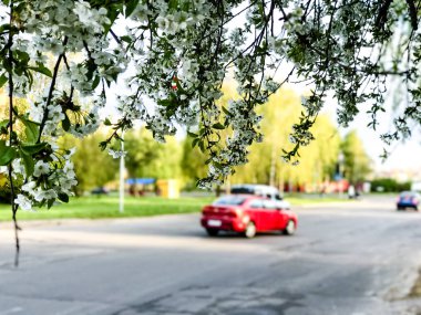 Erken Bahar çiçekli ağaçlar