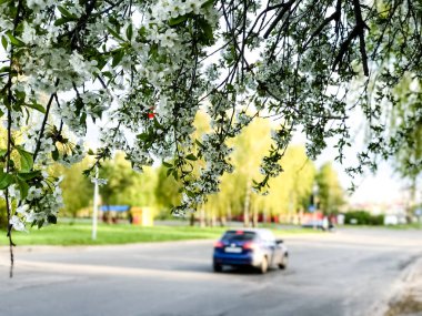 Erken Bahar çiçekli ağaçlar