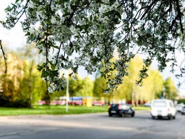 Erken Bahar çiçekli ağaçlar