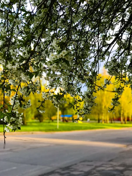 Erken Bahar çiçekli ağaçlar