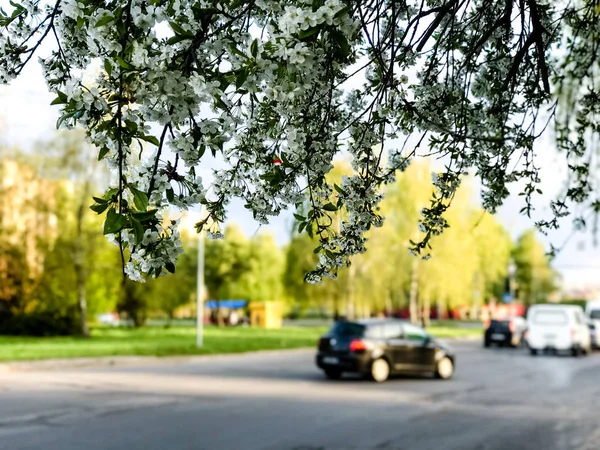 Erken Bahar çiçekli ağaçlar