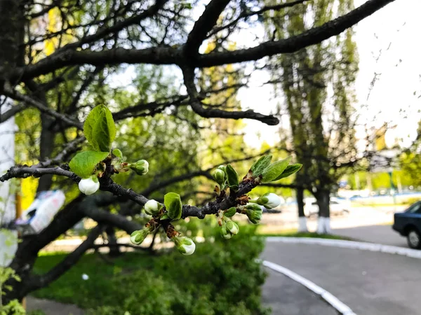 Kora tavasszal virágzó fák — Stock Fotó