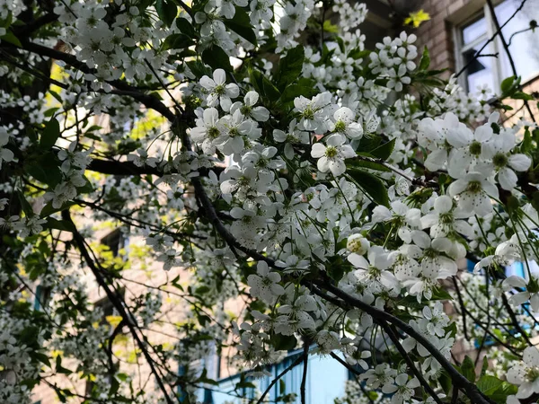 Ранняя весна цветение деревьев — стоковое фото