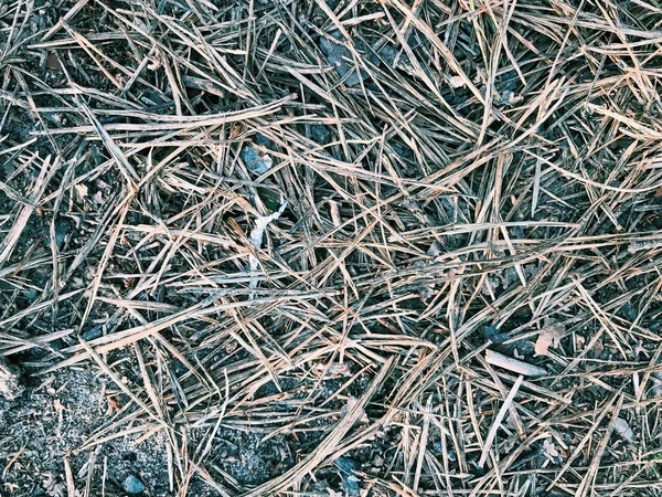 Trockene Kiefernnadeln liegen im Wald — Stockfoto