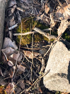 Kabuk Çam iğneleri ormanda bırakır. 