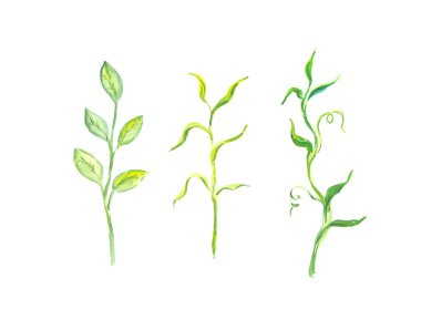 Beyaz arka plan parlak suluboya yaprak izole