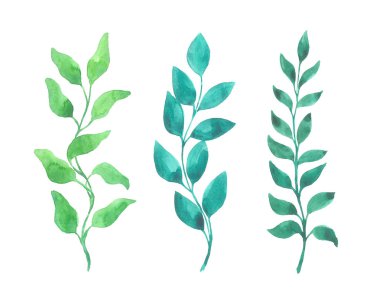 Beyaz arka plan parlak suluboya yaprak izole