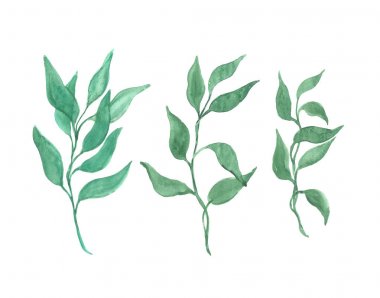 Beyaz arka plan parlak suluboya yaprak izole