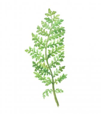 Beyaz arka plan üzerinde izole parlak suluboya yaprak