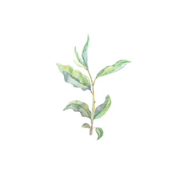 Beyaz arka plan üzerinde izole parlak suluboya yaprak — Stok fotoğraf