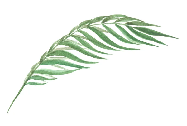 Яркий акварельный лист на белом фоне — стоковое фото