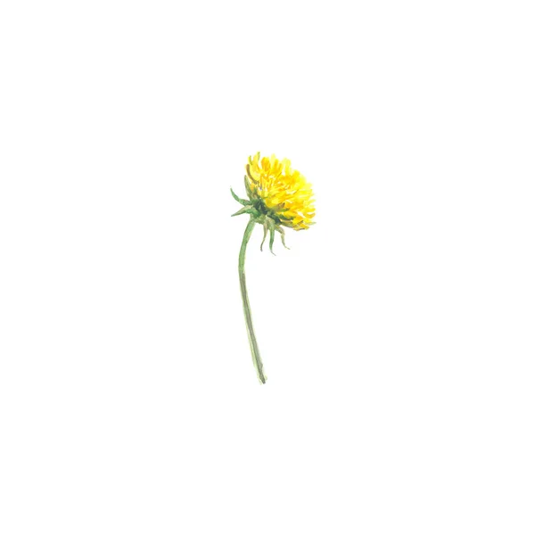 Světlé akvarel květ s listy izolované — Stock fotografie