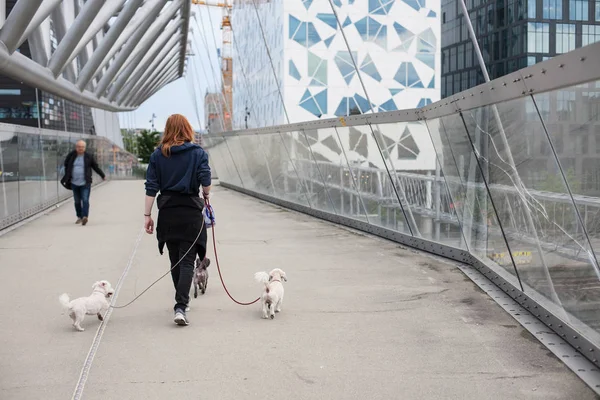 Jovem norueguês caminha com cães — Fotografia de Stock