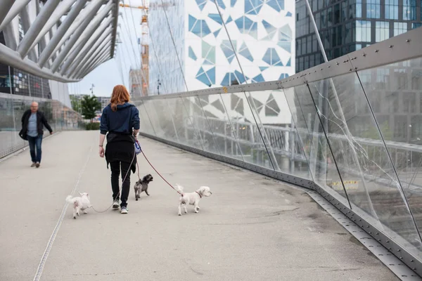 Jovem norueguês caminha com cães — Fotografia de Stock