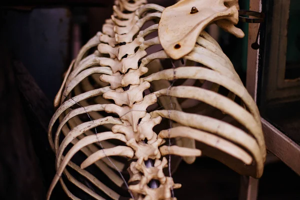 Παλιά ανθρώπινη rib σκελετός — Φωτογραφία Αρχείου