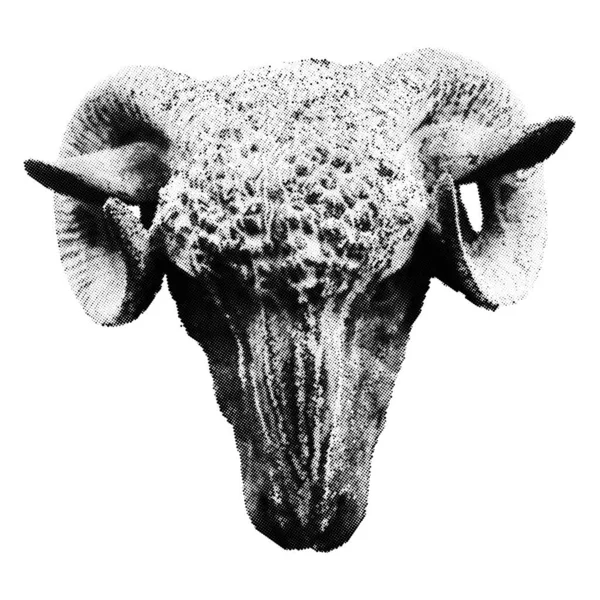 Cabeza de carnero de medio tono aislada sobre fondo blanco. Vista frontal — Vector de stock