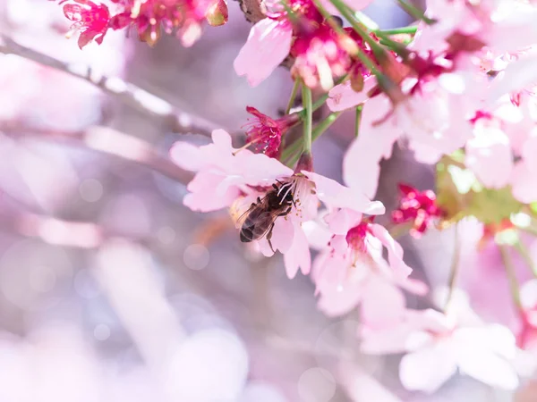 Insect bee flew to branch of cherry blossoms, collecting nectar.