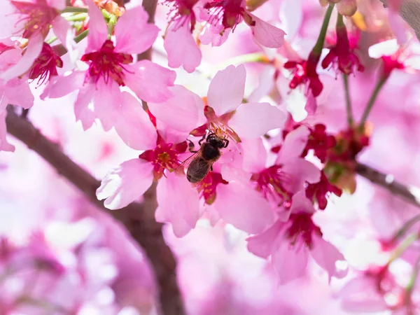 Insect bee flew to branch of cherry blossoms, collecting nectar.